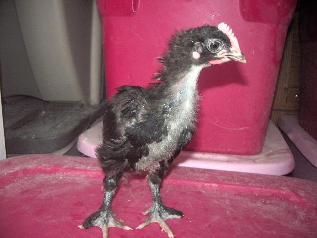 11170_favorite_gff_bcm_roo_chick_pic.jpg