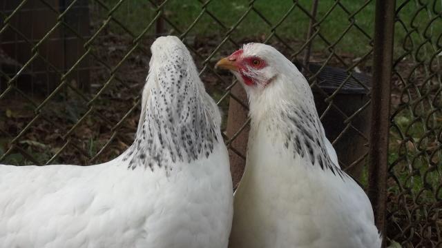 11170_getting_a_peck_for_gp_dels.jpg