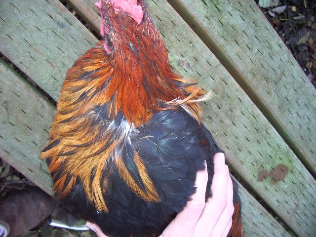 11170_gff_bcm_white_hackle_2.jpg