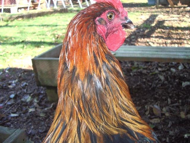 11170_gff_bcm_white_hackle_close_up_1.jpg