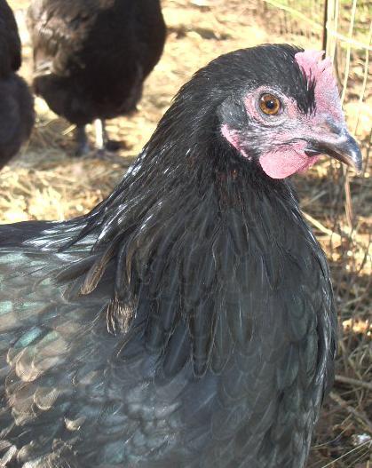 11170_gff_pullet_hackles.jpg