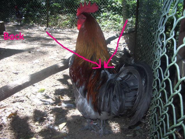 11170_gnarles_back.jpg