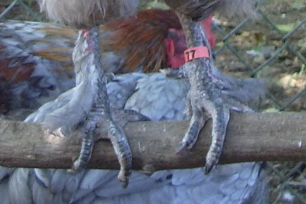 11170_gnarles_feet.jpg