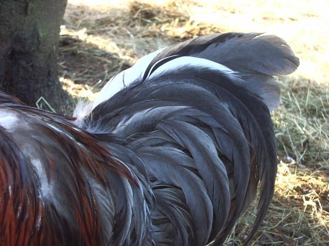 11170_gnarles_white_tail_feathers_left_view.jpg