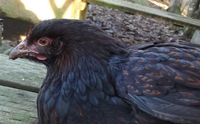 11170_head_shot_of_2nd_steph_pullet_2011.jpg