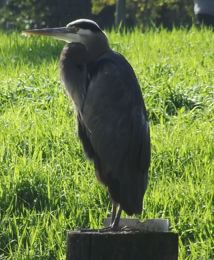 11170_heron_112011.jpg
