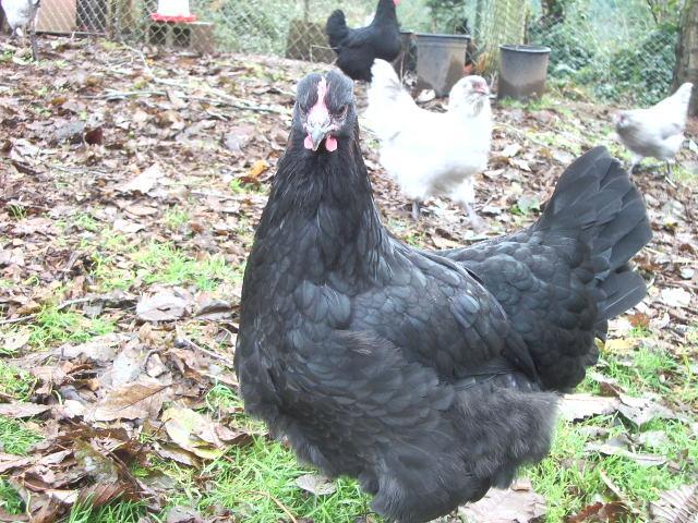 11170_imgp0034.jpg