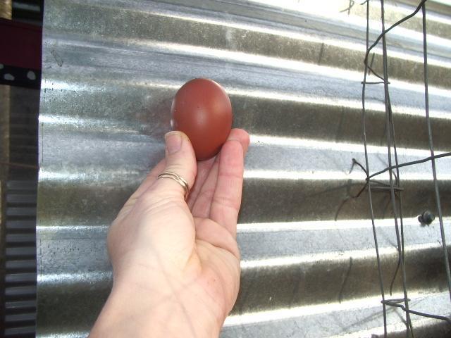 11170_imgp0038.jpg