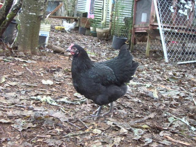 11170_imgp0039.jpg
