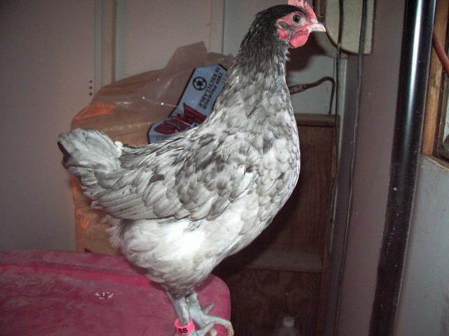 11170_imgp0066.jpg