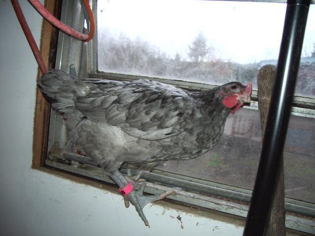11170_imgp0068.jpg