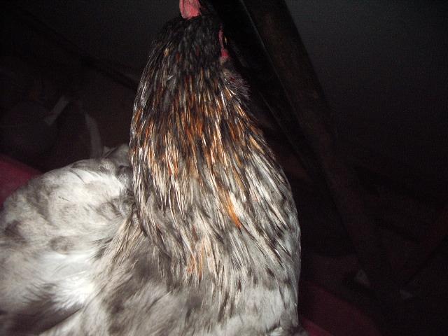 11170_imgp0111.jpg