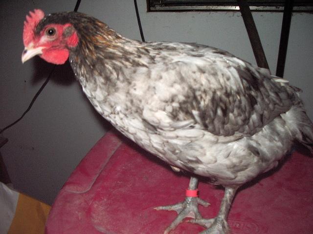 11170_imgp0118.jpg