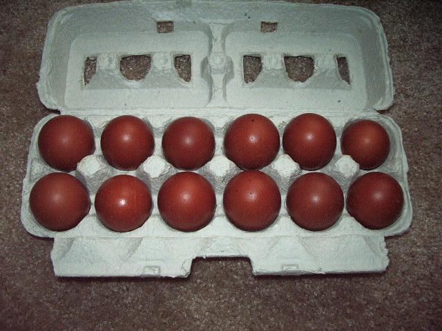 11170_imgp0125.jpg
