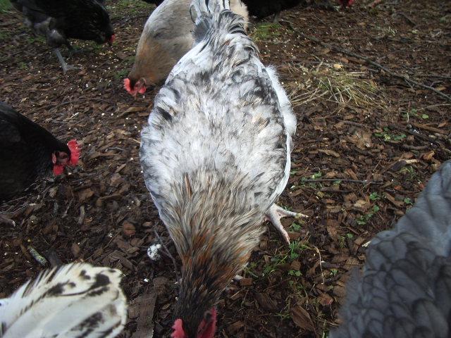11170_imgp0340.jpg