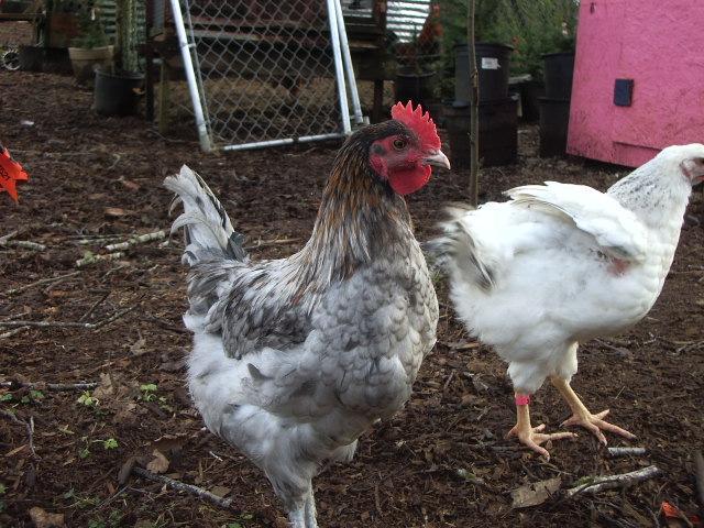 11170_imgp0357.jpg