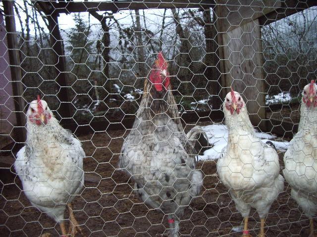11170_imgp0426.jpg