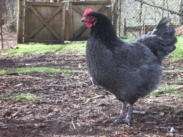 11170_imgp0931.jpg