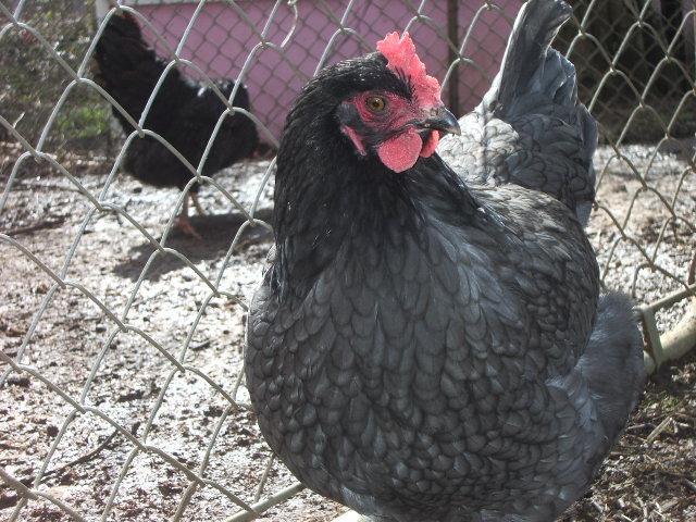 11170_imgp0934.jpg