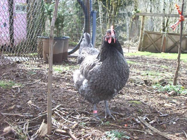 11170_imgp0936.jpg
