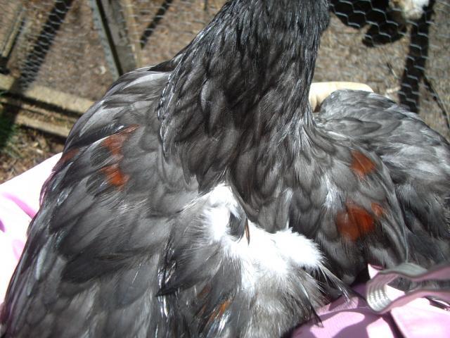 11170_imgp1110.jpg