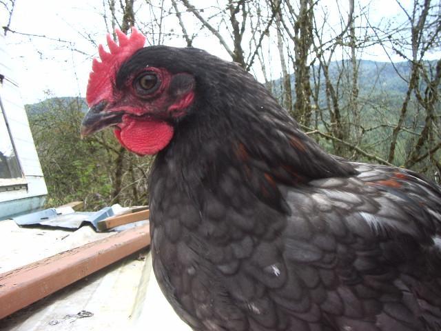 11170_imgp1123.jpg