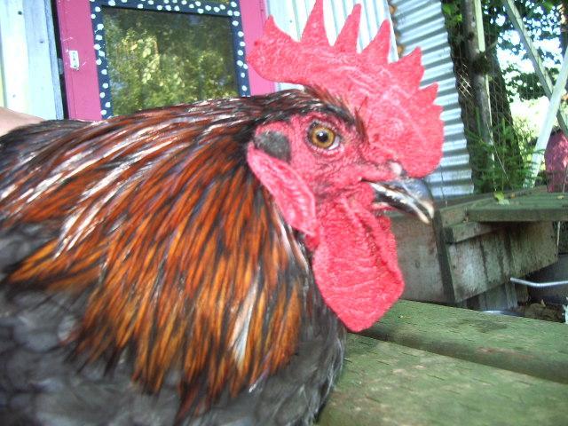 11170_imgp1763.jpg