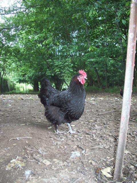 11170_imgp2060.jpg