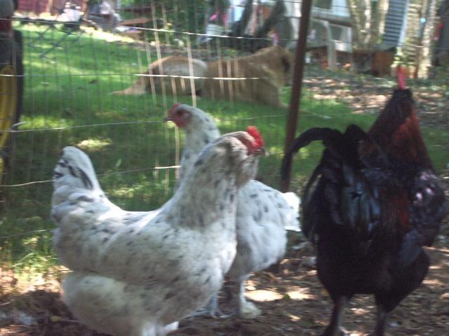 11170_imgp7762.jpg