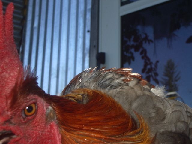 11170_imgp7868.jpg