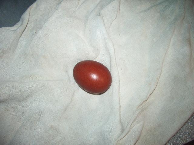 11170_imgp8025.jpg