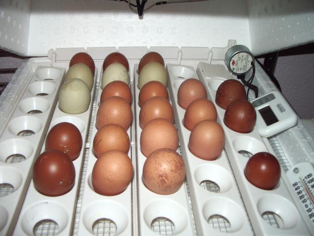 11170_imgp8776.jpg