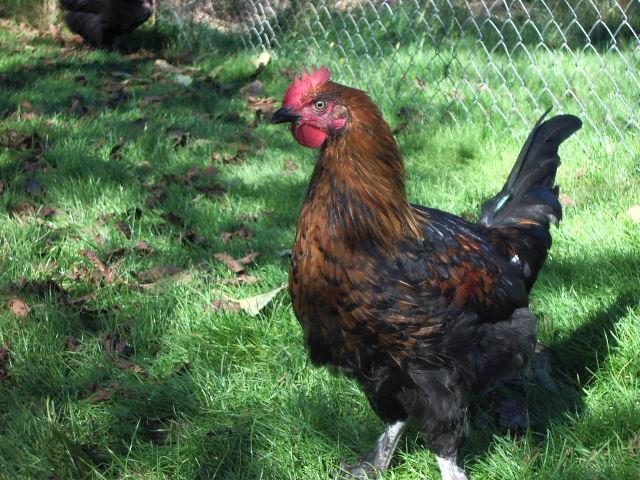 11170_imgp8864.jpg