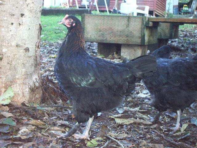 11170_imgp9948.jpg