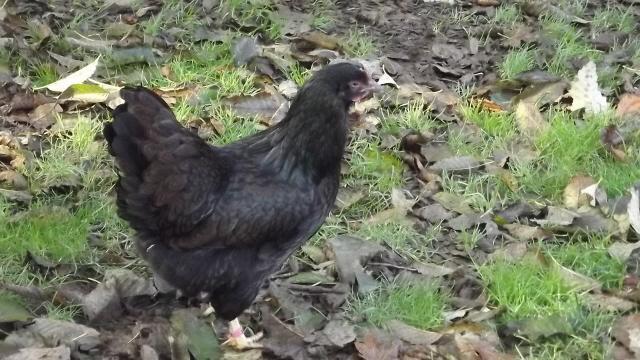 11170_johan_pullet_2_2011_hatch_from_johan_eggs.jpg