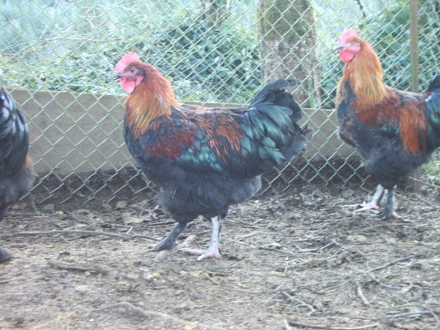 11170_light_legged_males_florida_crosses.jpg