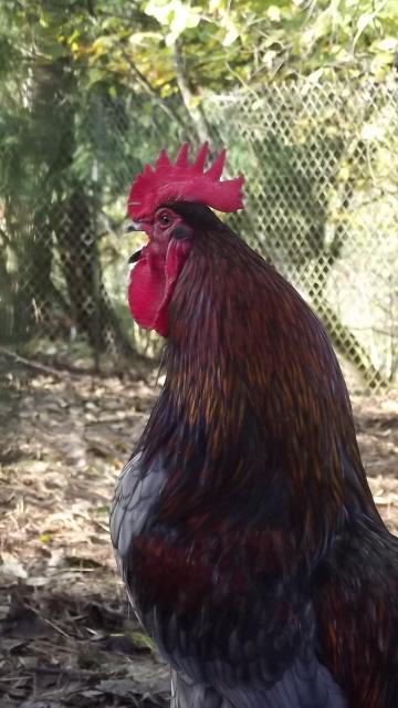 11170_lil_bill_crowing_112011.jpg