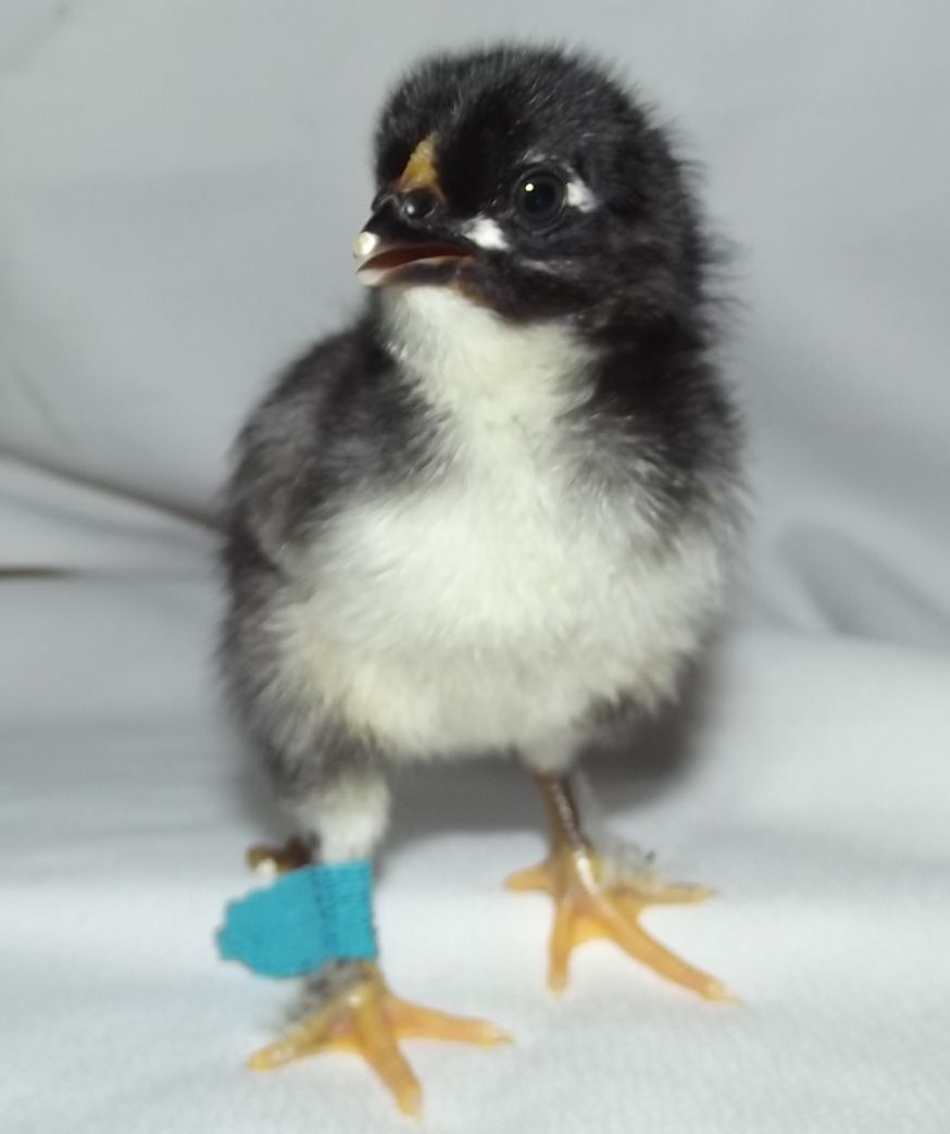 11170_male_blue_band_right_leg_white_chest_feather_legged_12312011.jpg