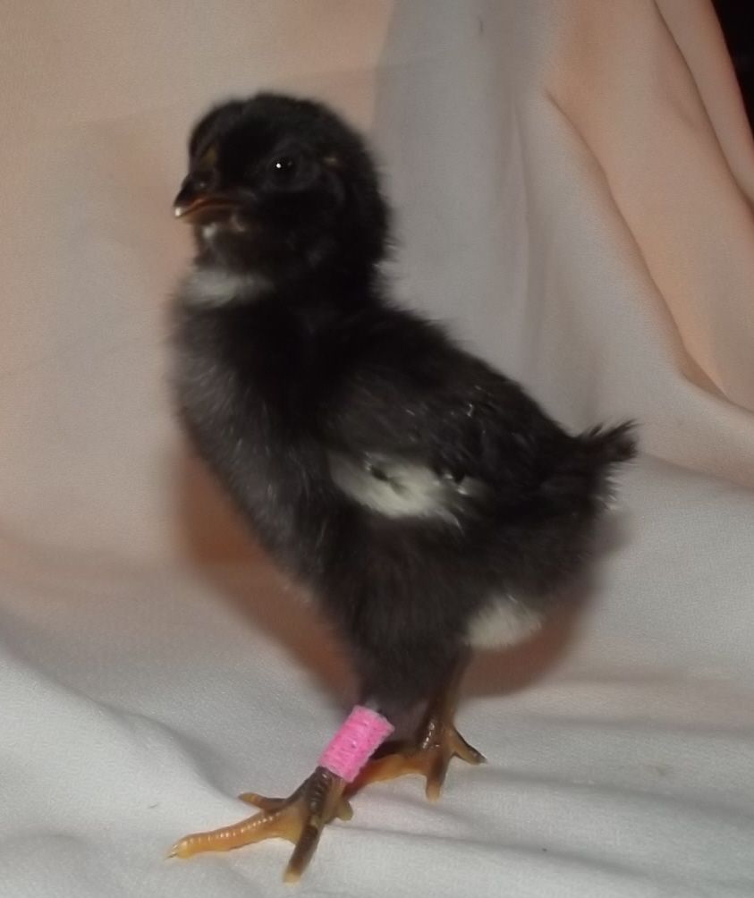 11170_pink_band_left_leg_1_stub_pullet_12312011.jpg