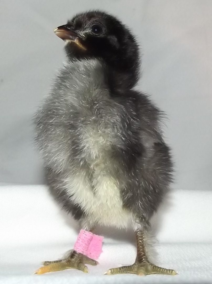 11170_pullet_pink_band_r_leg_12312011_hatch.jpg