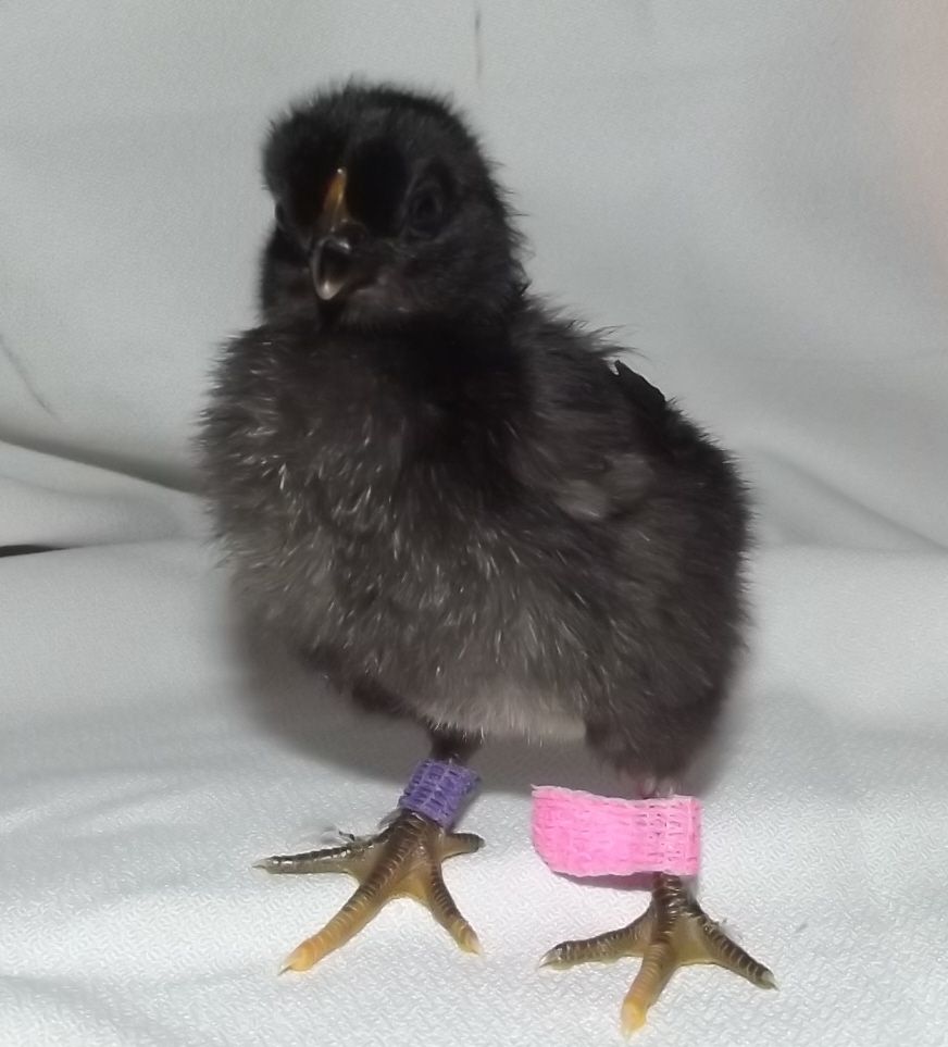 11170_pullet_pink_purple_band_hatch_12312011_dark_horn_feet.jpg