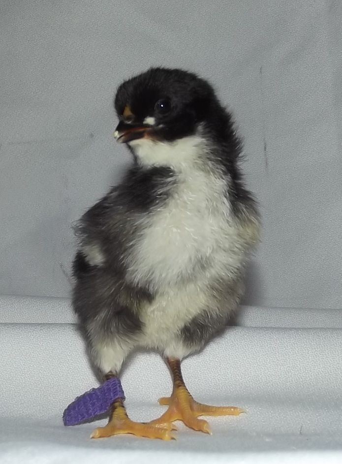 11170_purple_band_cockerel_hatch_12312011_clean_legged.jpg