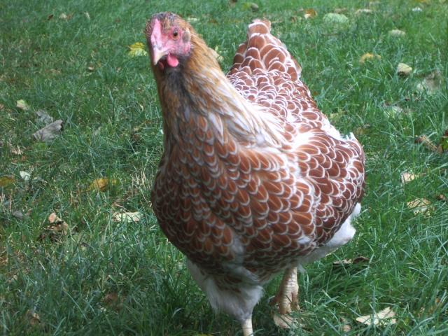11170_splash_blrw_pullet_8-22-2011.jpg