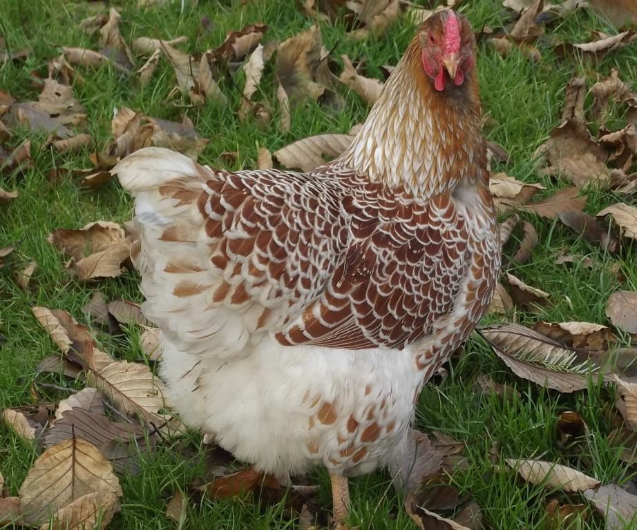 11170_splash_blrw_pullet_from_cpartist_122011.jpg