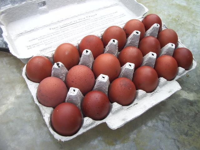 11170_steves_eggs_with_out_flash_nat_daylight.jpg