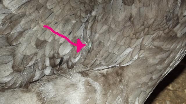 11170_the_irredescent_feather_2.jpg