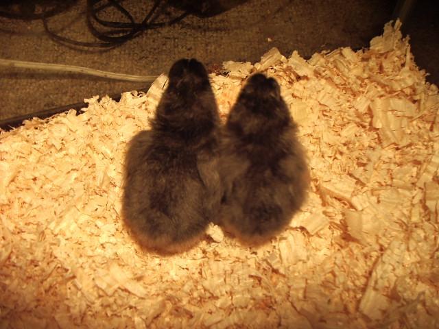 11170_valentines_babies.jpg
