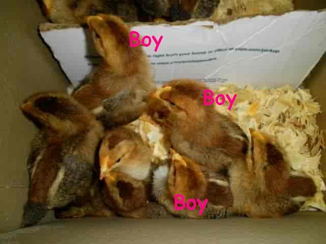 11170_vanalpacas_chicks_marked.jpg