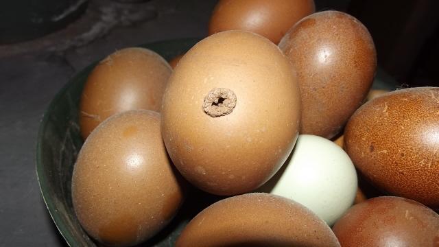 11170_warty_egg.jpg