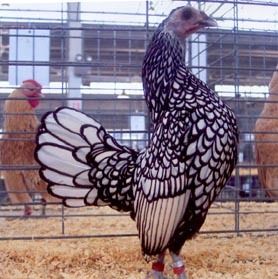 11186_silver_sebright_bantam_hen1.jpg